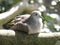 Peaceful doveÂ Geopelia placida